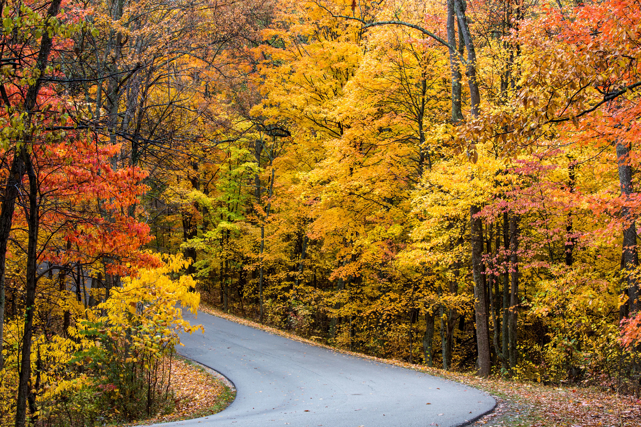 an empty road winding through trees with vibrant yellow, orange and green leaves