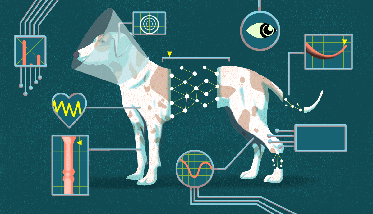 Veterinarians could be using AI to treat your pet gif showing various body parts of a dog being scanned