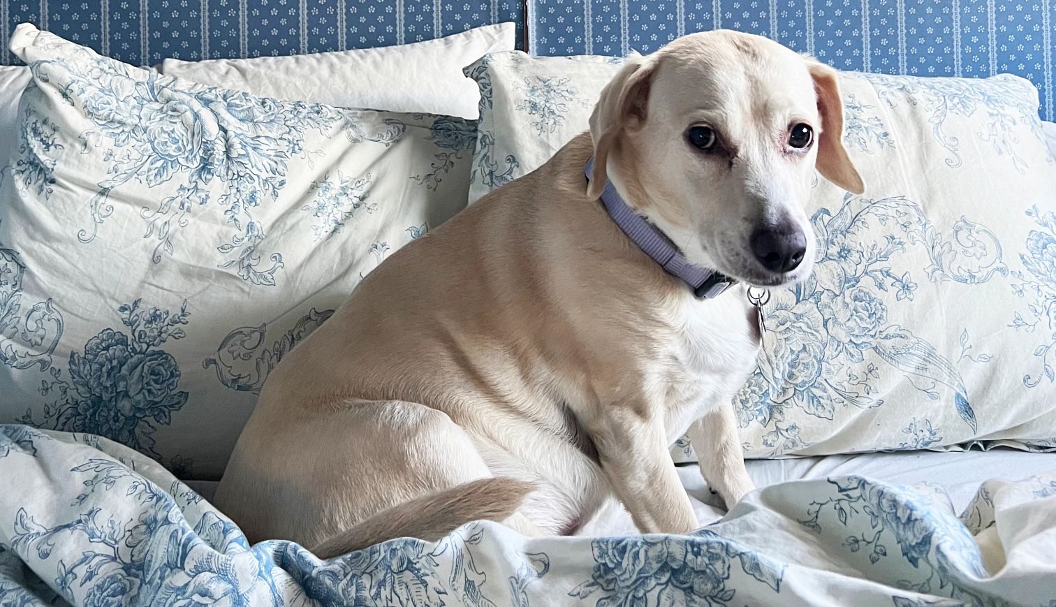 Through Family Chaos, Our Dog Held Strong a dog