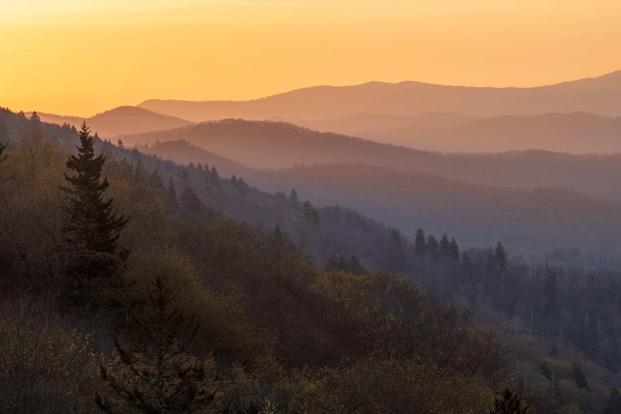 trees and mountaintops at Great Smoky Mountains National Park