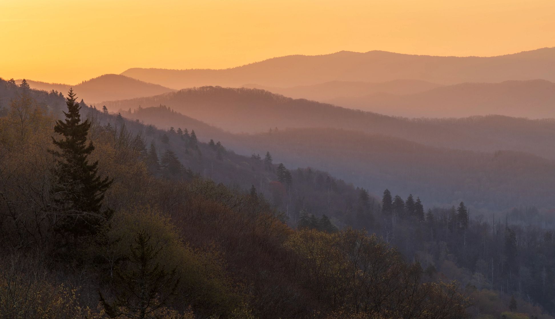 Great Smoky Mountains National Park trees and mountaintops at Great Smoky Mountains National Park