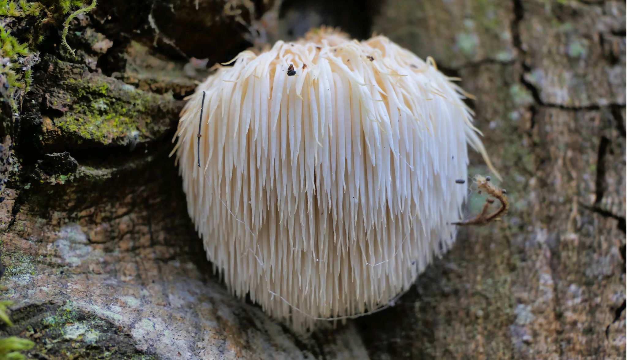 The evidence that lion's mane mushrooms help enhance brain function is slim at best A lion's mane mushroom growing on a tree