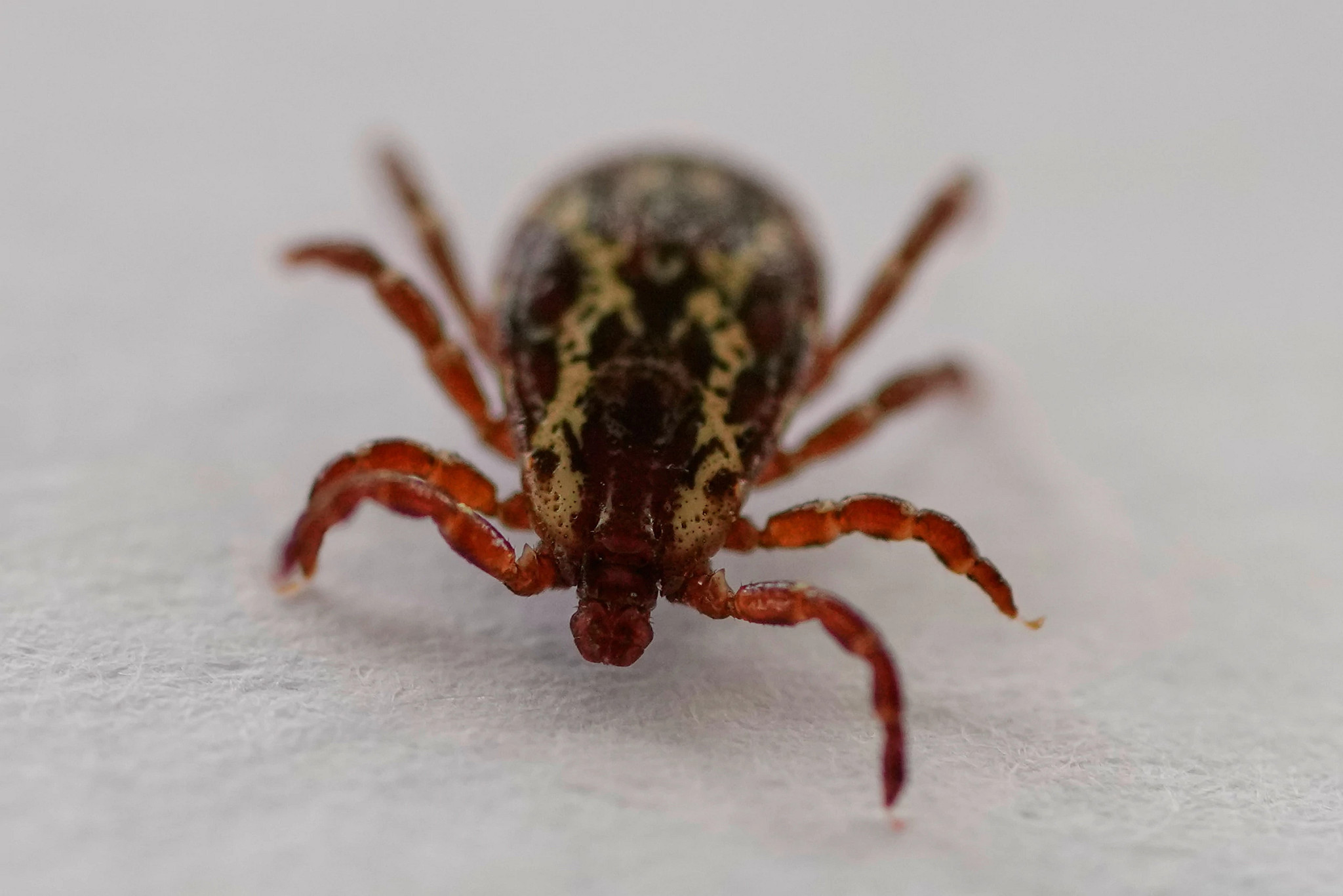 An American dog tick.