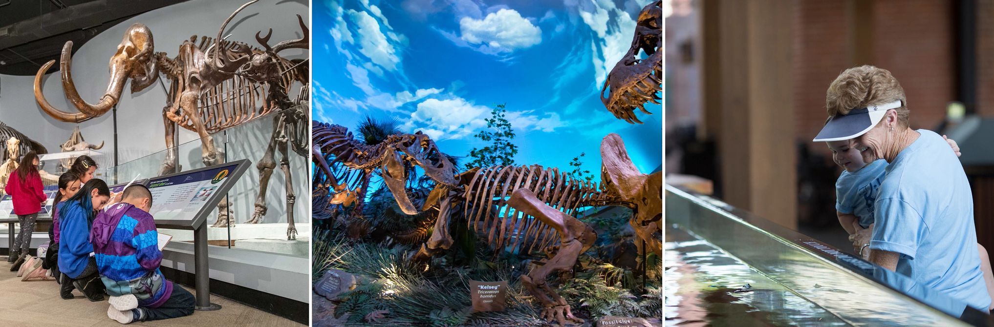 Museums in Illinois, Indiana and Iowa the Field Museum, the Children’s Museum of Indianapolis and the National Mississippi River Museum & Aquarium