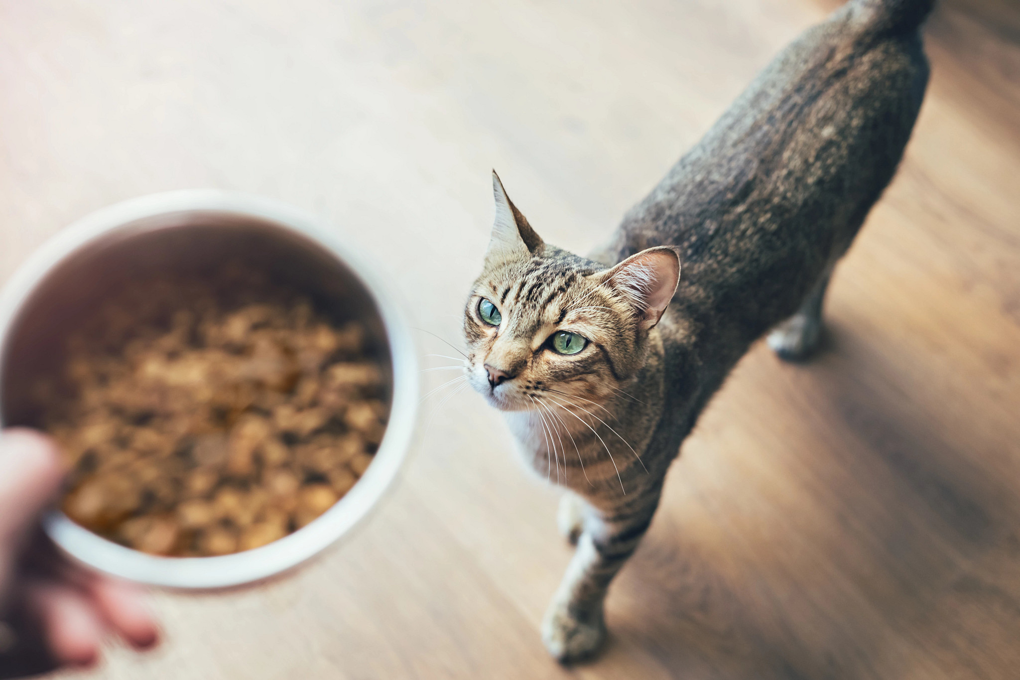 High angle view of tabby cat looking at hand holding bowl with cat food