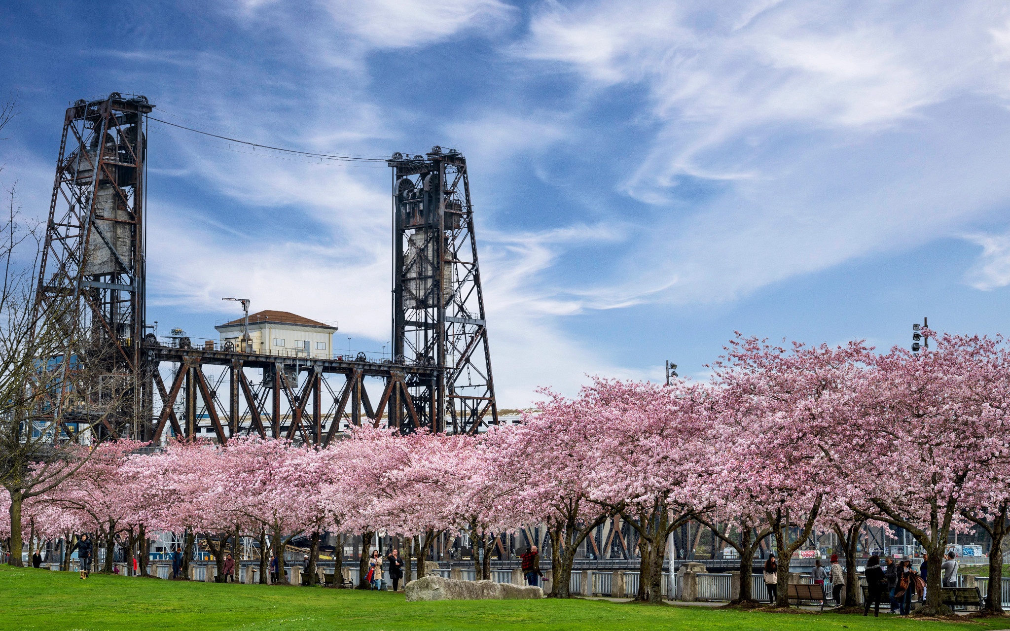 cherry trees near a bridge