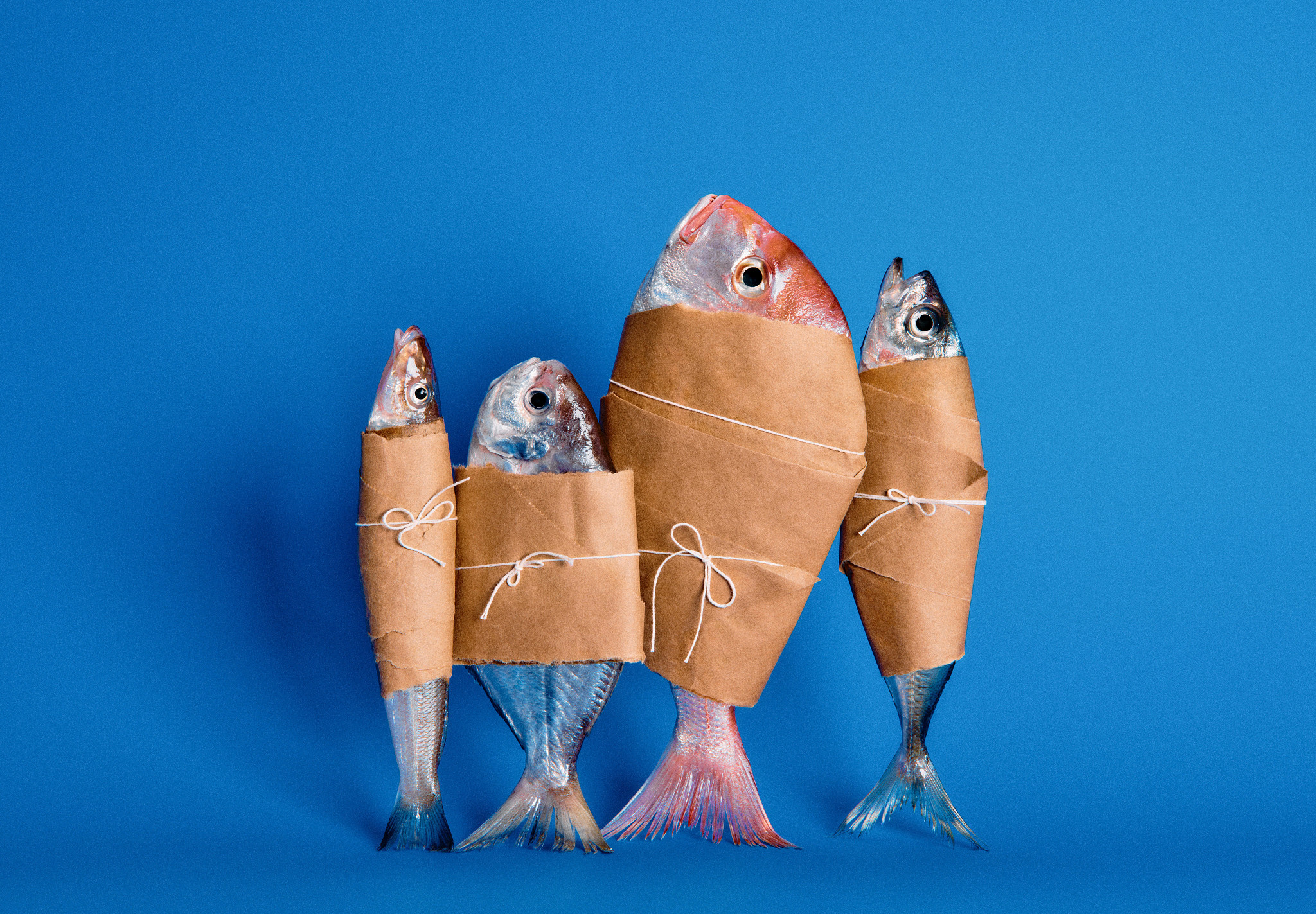 Four whole fish of different sizes and colors are stood upright against a bright blue background