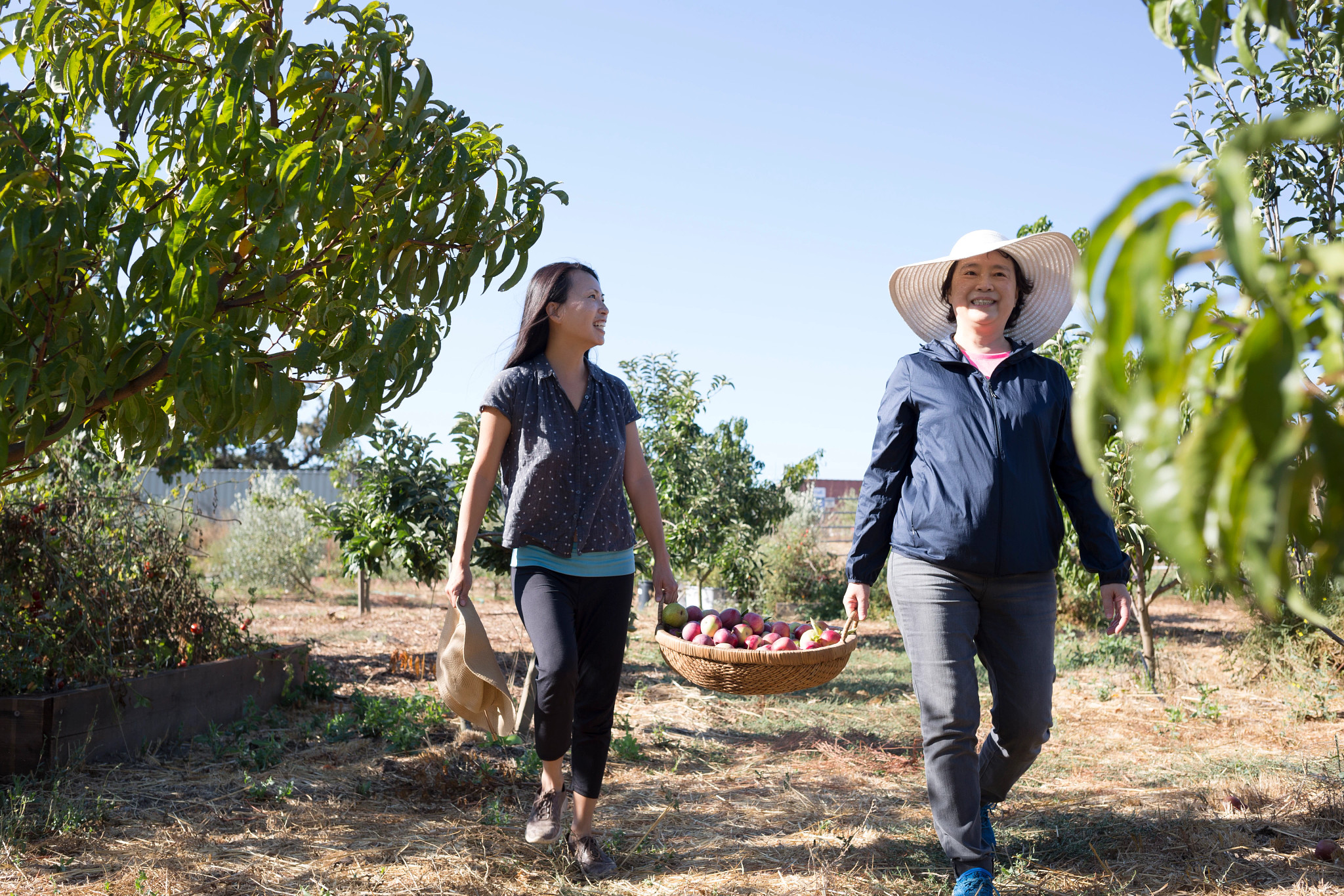 Smiling women carrying basket full of ripe harvested apples in their farm