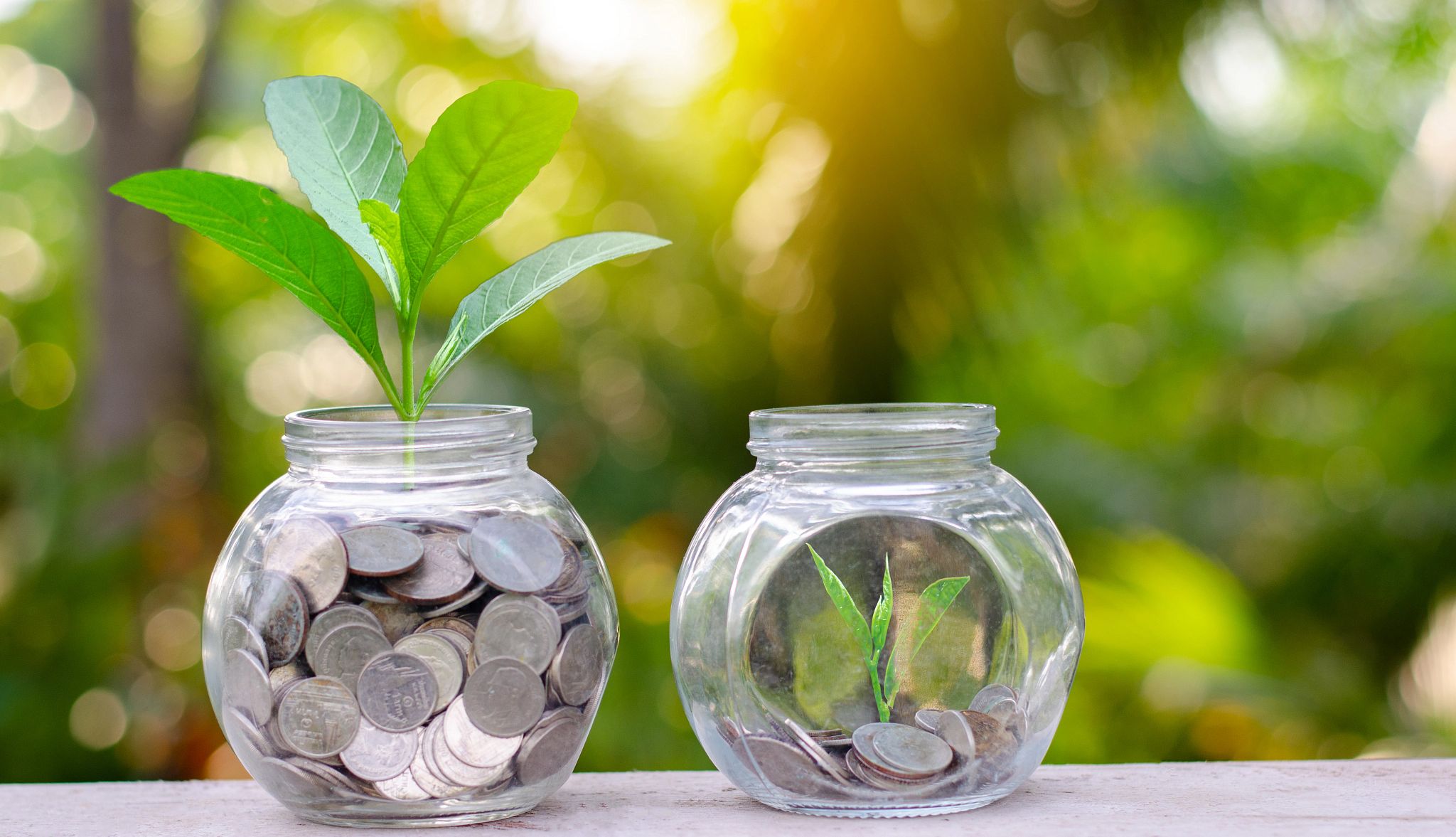 Coin tree Glass Jar Plant growing from coins Coin tree Glass Jar Plant growing from coins