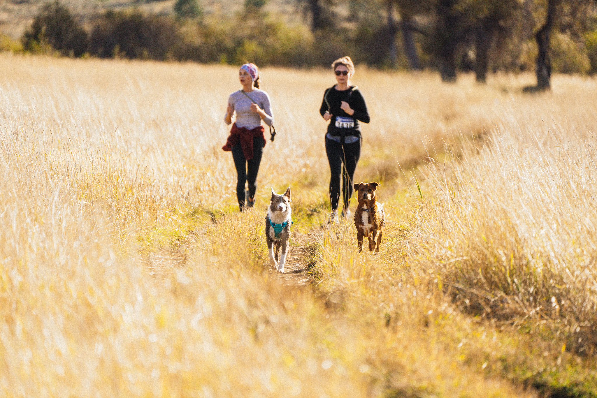 Two dogs run along a narrow trail through tall golden grass while two adults exercise behind them outdoors