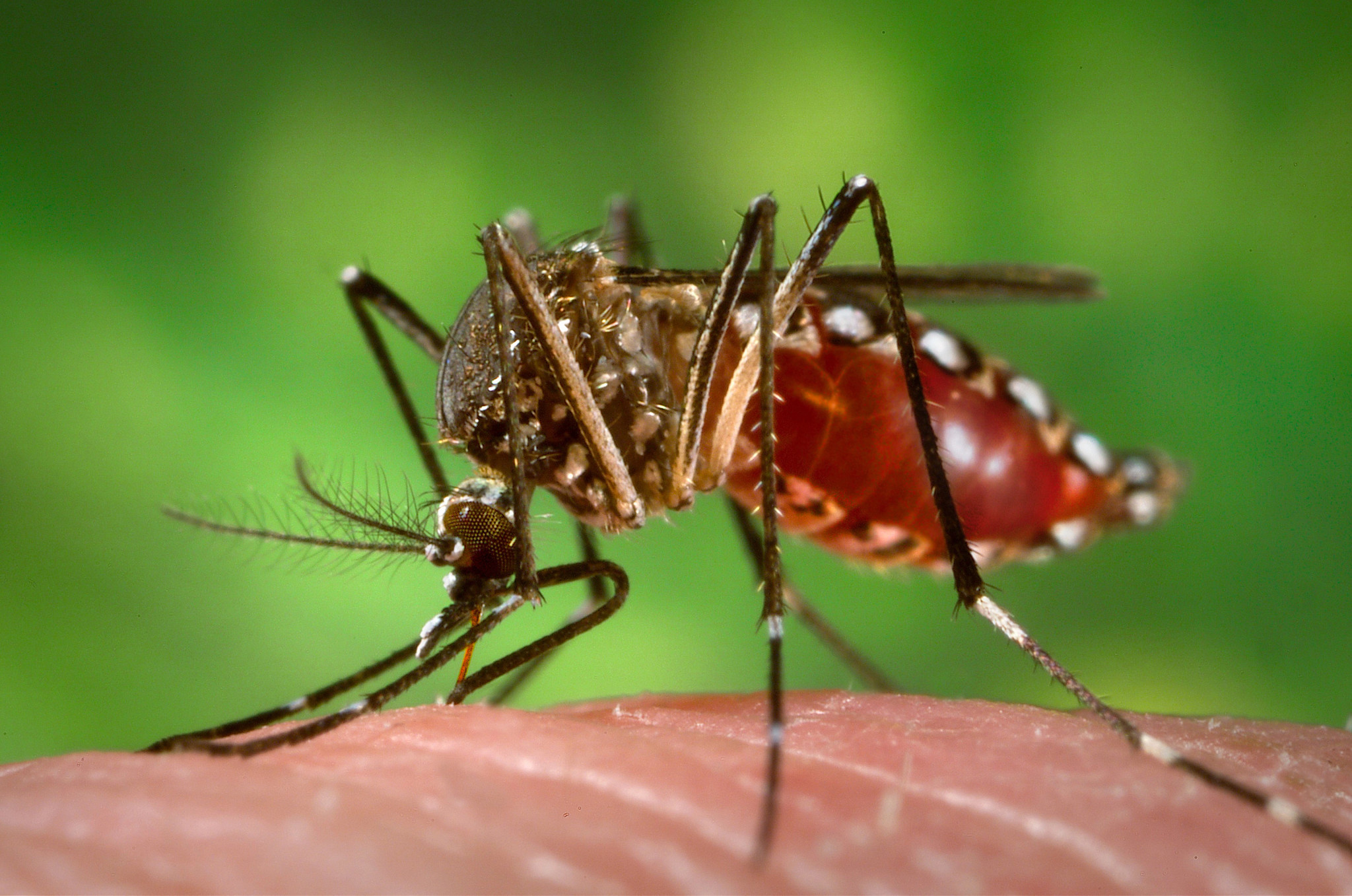 Aedes aegypti mosquito