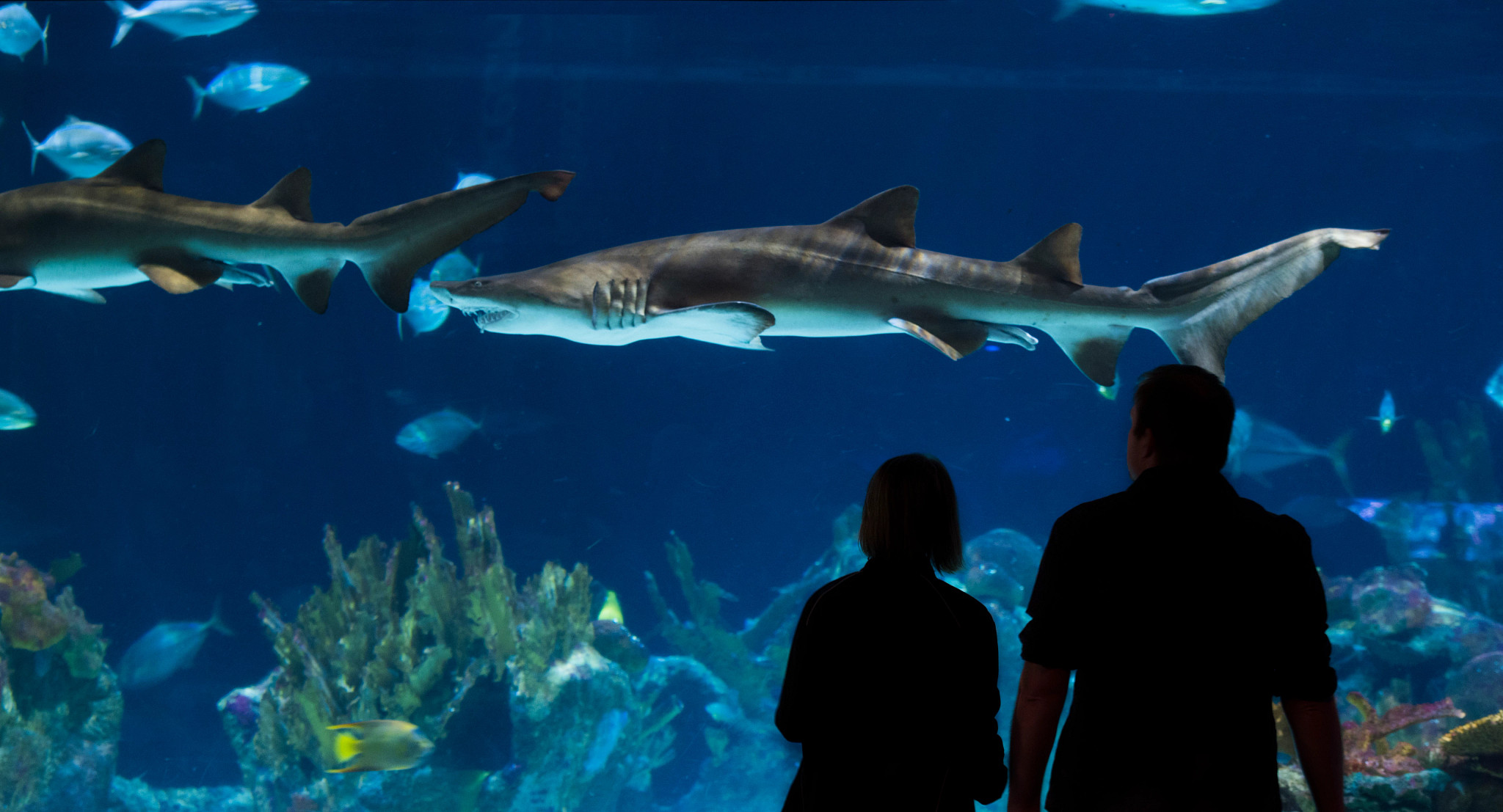 people looking at exhibits at the zoo
