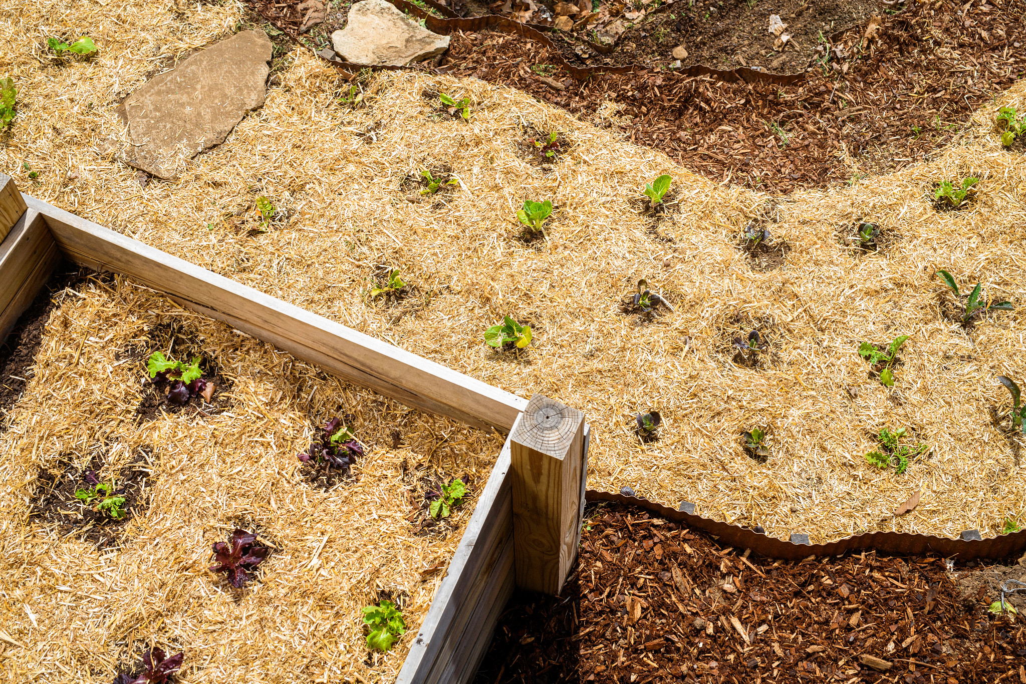 mulch around a vegetable garden