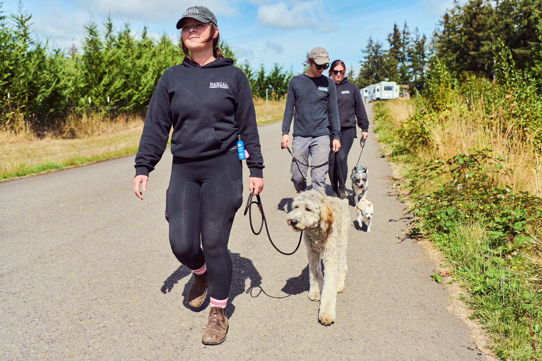 three dogs walking on a leash with their trainers