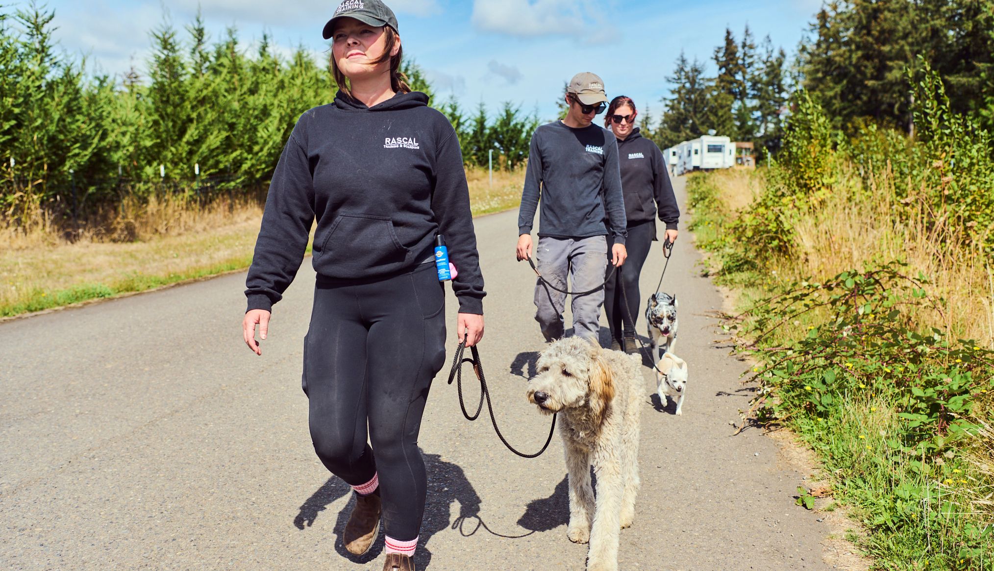 dogs also learn how to walk on a leash three dogs walking on a leash with their trainers