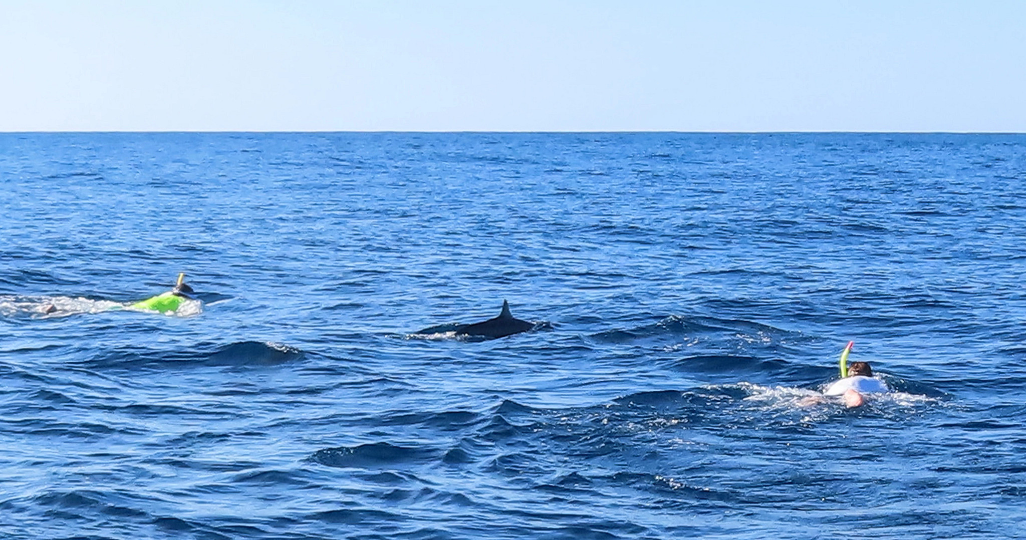 a dolphin with two men on either side