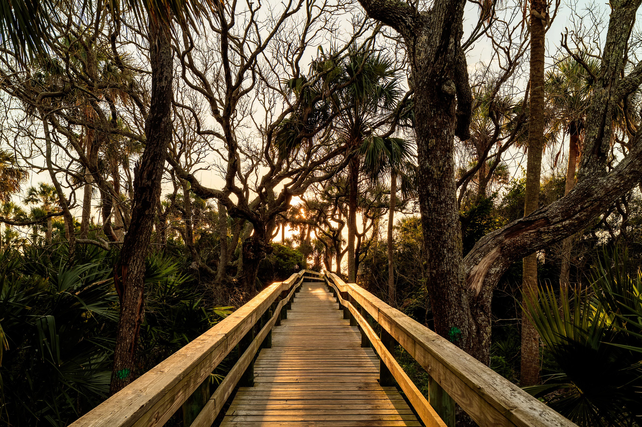 a bridge surrounded by trees