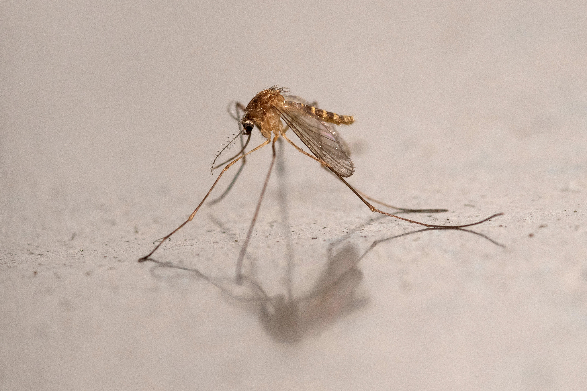 A Culex pipiens mosquito.