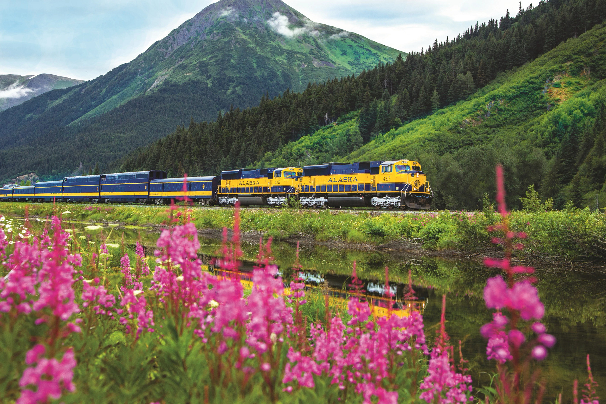 A bright yellow and blue Alaska Railroad passenger train travels alongside a calm river, surrounded by green forested mountains and blooming wildflowers