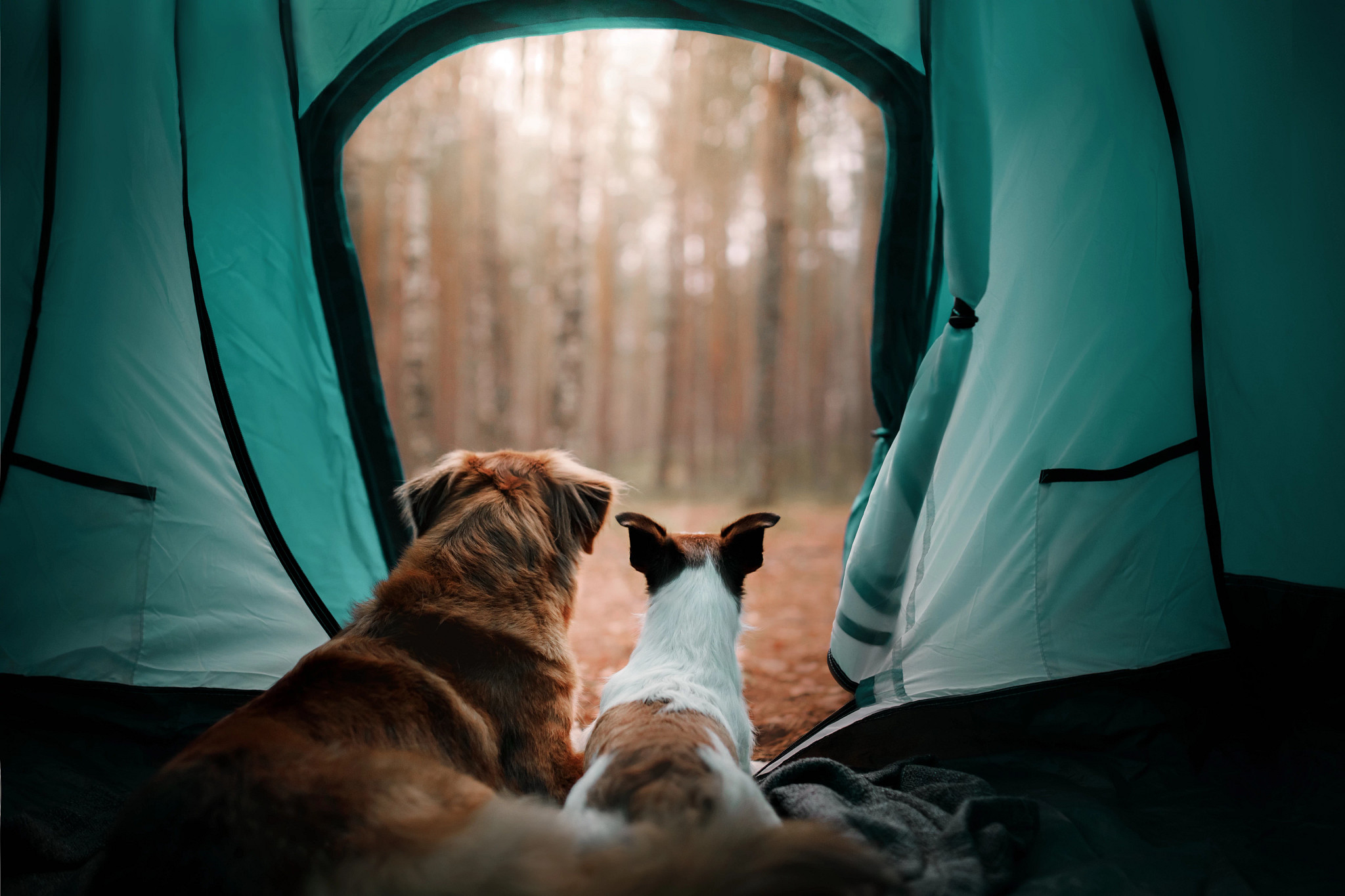 two dogs looking out of a tent