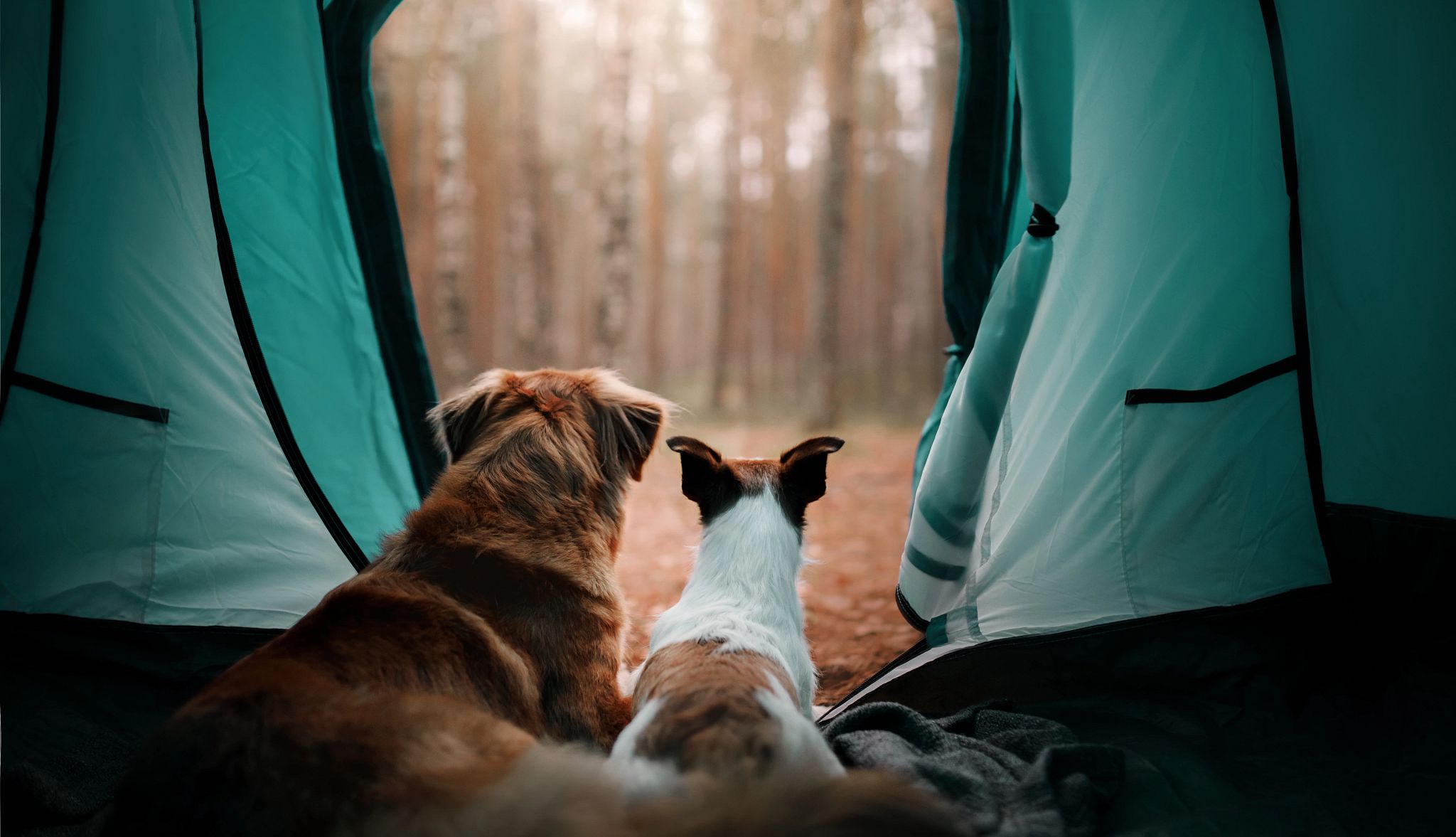 Smart Guide to Traveling With Pets two dogs looking out of a tent