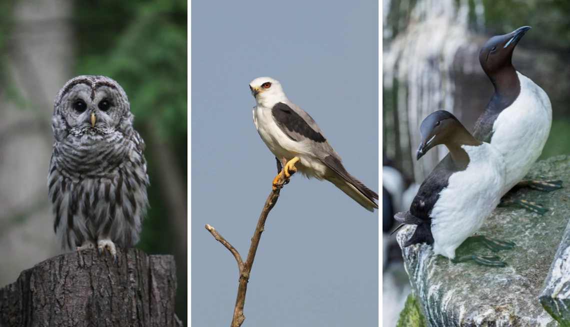 a collage of a northern spotted owl, white-tailed kite and common murre