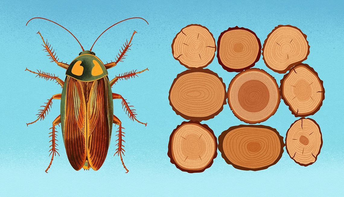 keeping food covered is one technique to help prevent cockroaches illustration of a cockroach