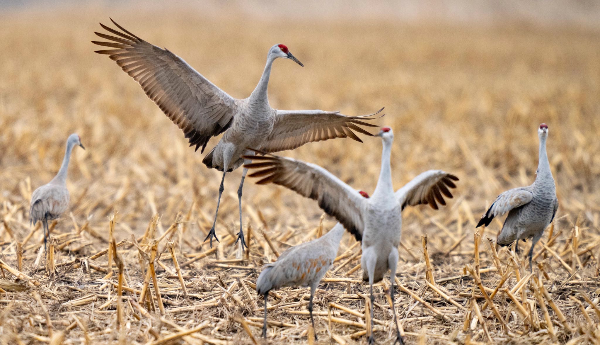 Nebraska’s Sandhill Crane Migration cranes descend on central Nebraska’s Platte River Valley
