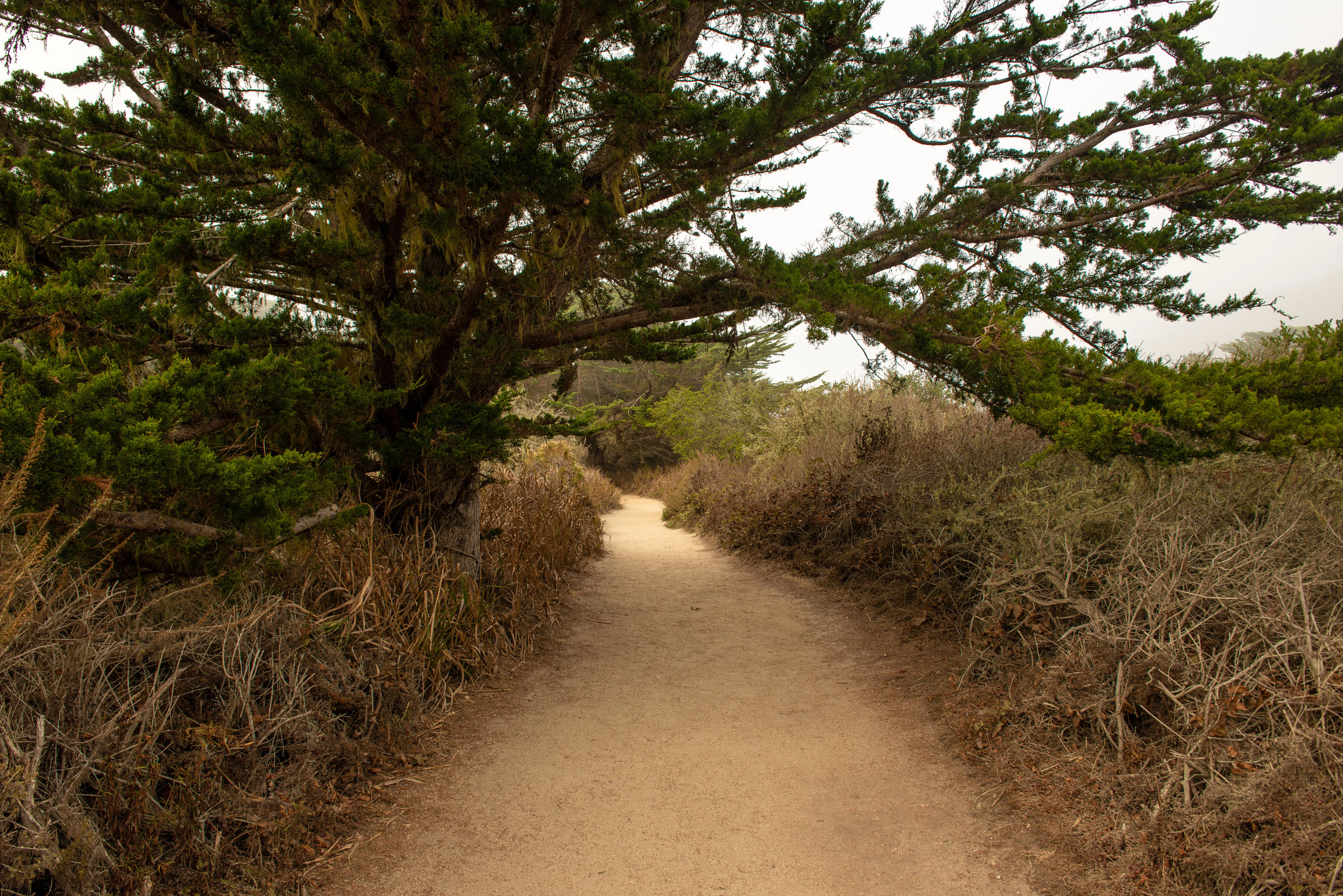 a dirt trail beneath a tree