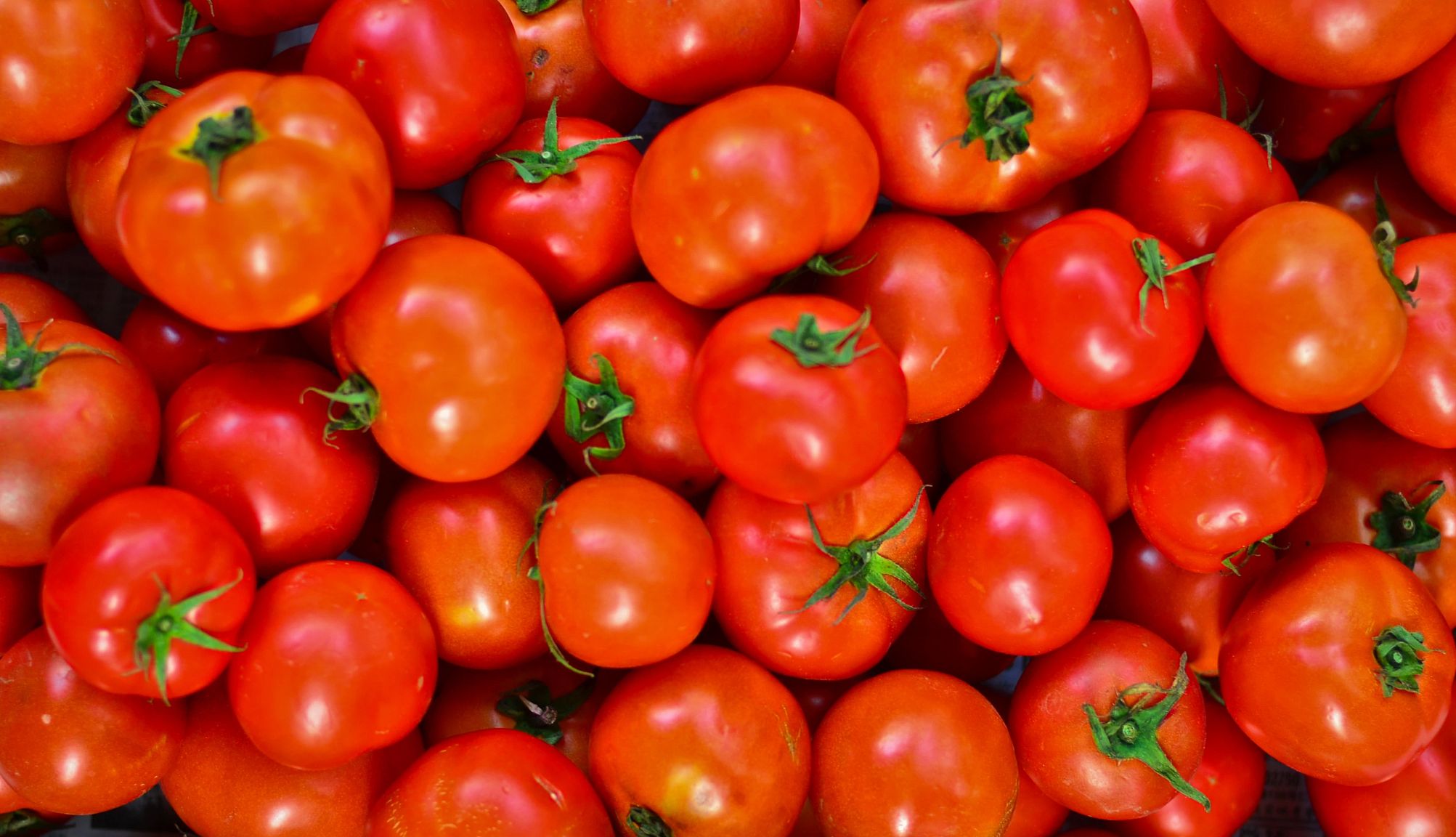 Tomatoes Recalled for Salmonella Risk red tomatoes on display