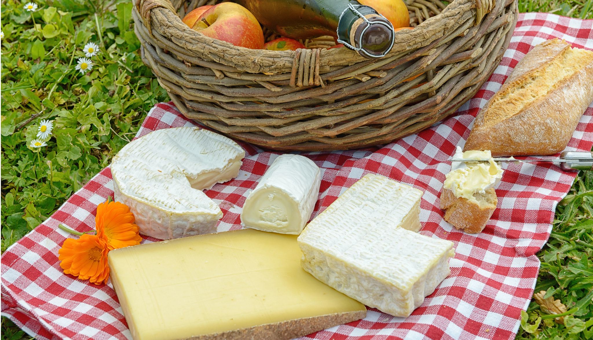 Several cheeses with apples and cider on grass Several cheeses with apples and cider on grass