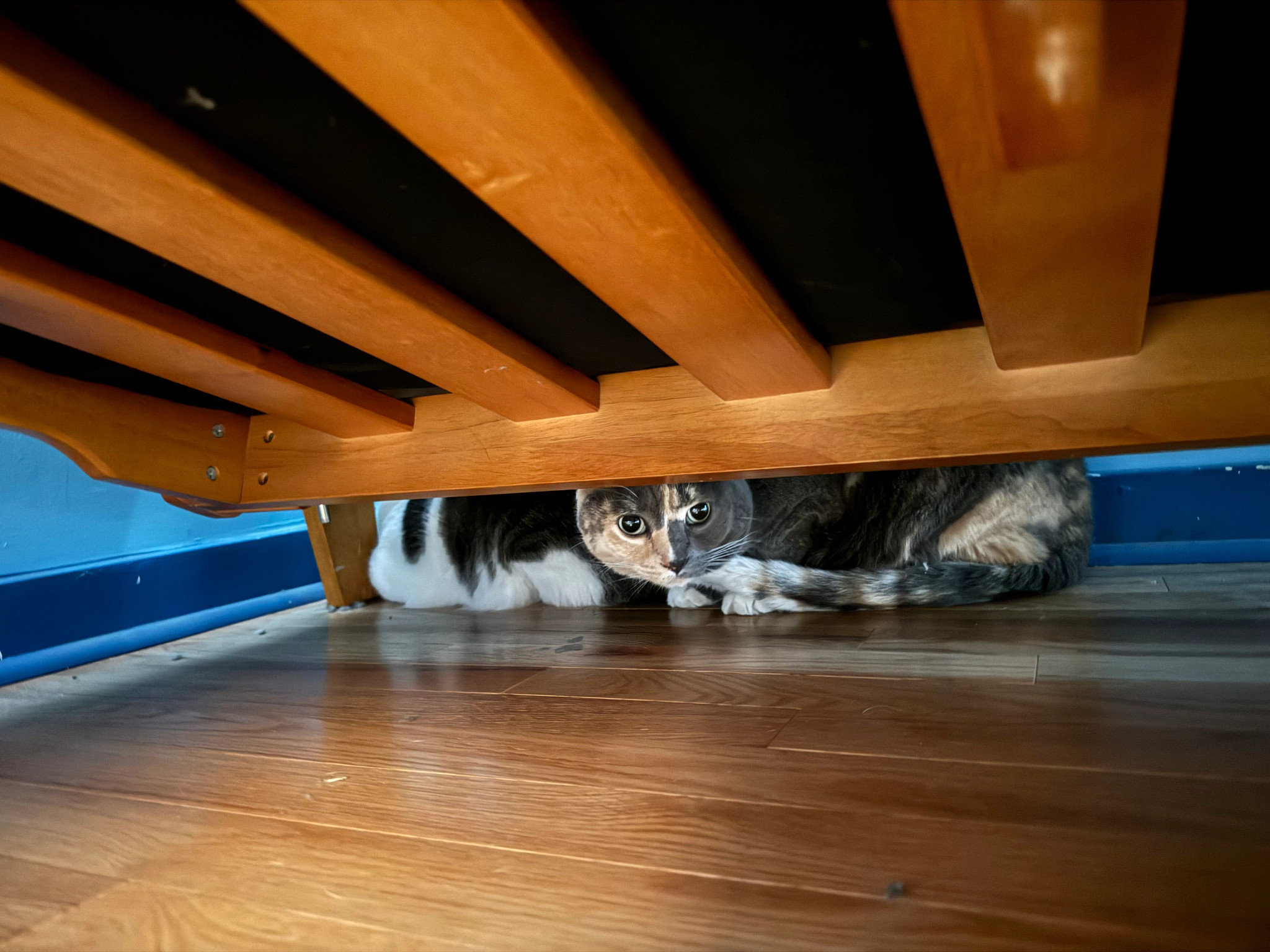 Steven Wiecking's cats.