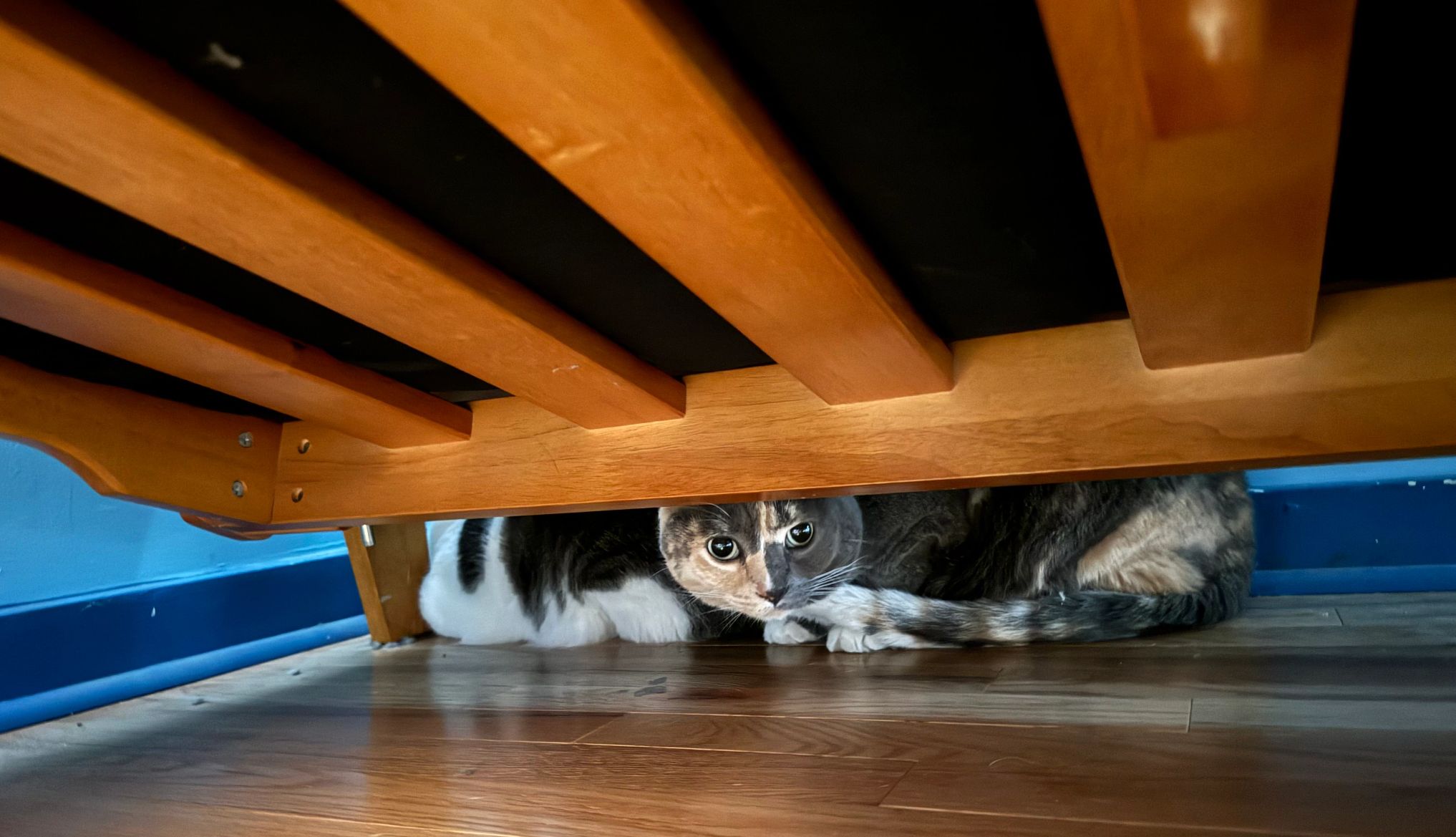 Steven Wiecking's cats. Steven Wiecking's cats.