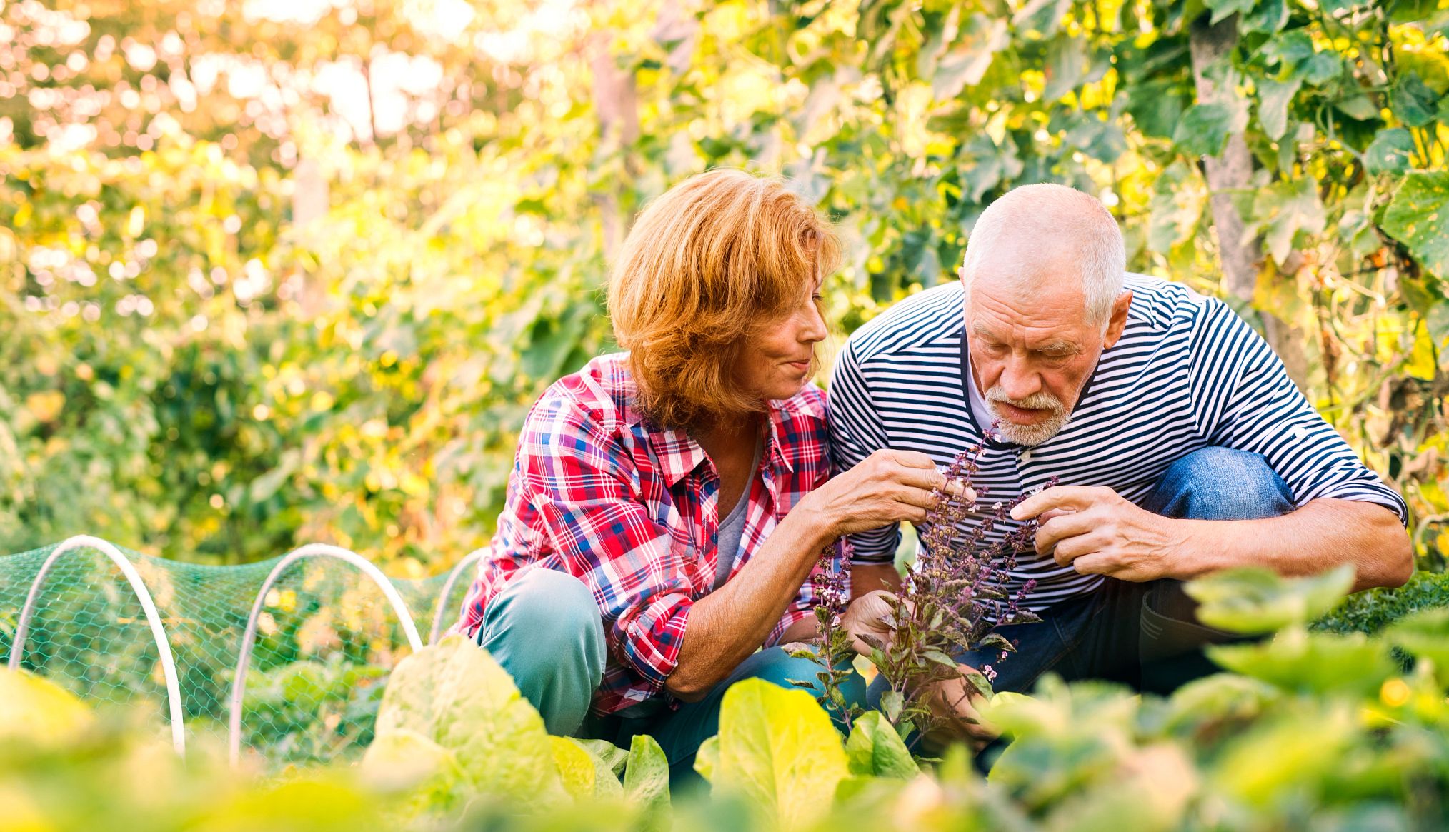 Helping Family Age In Place a woman and older man bend down and inspect a purple plant in a yard