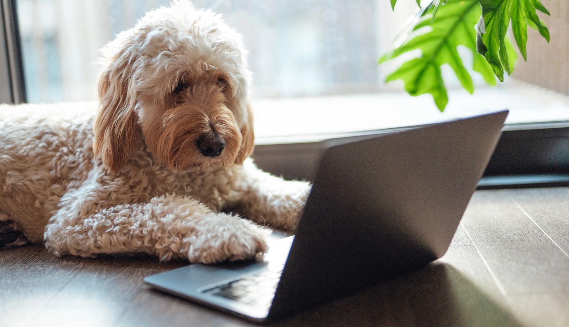 AARP Smart Guide to Pet Adoption a dog looking at a computer