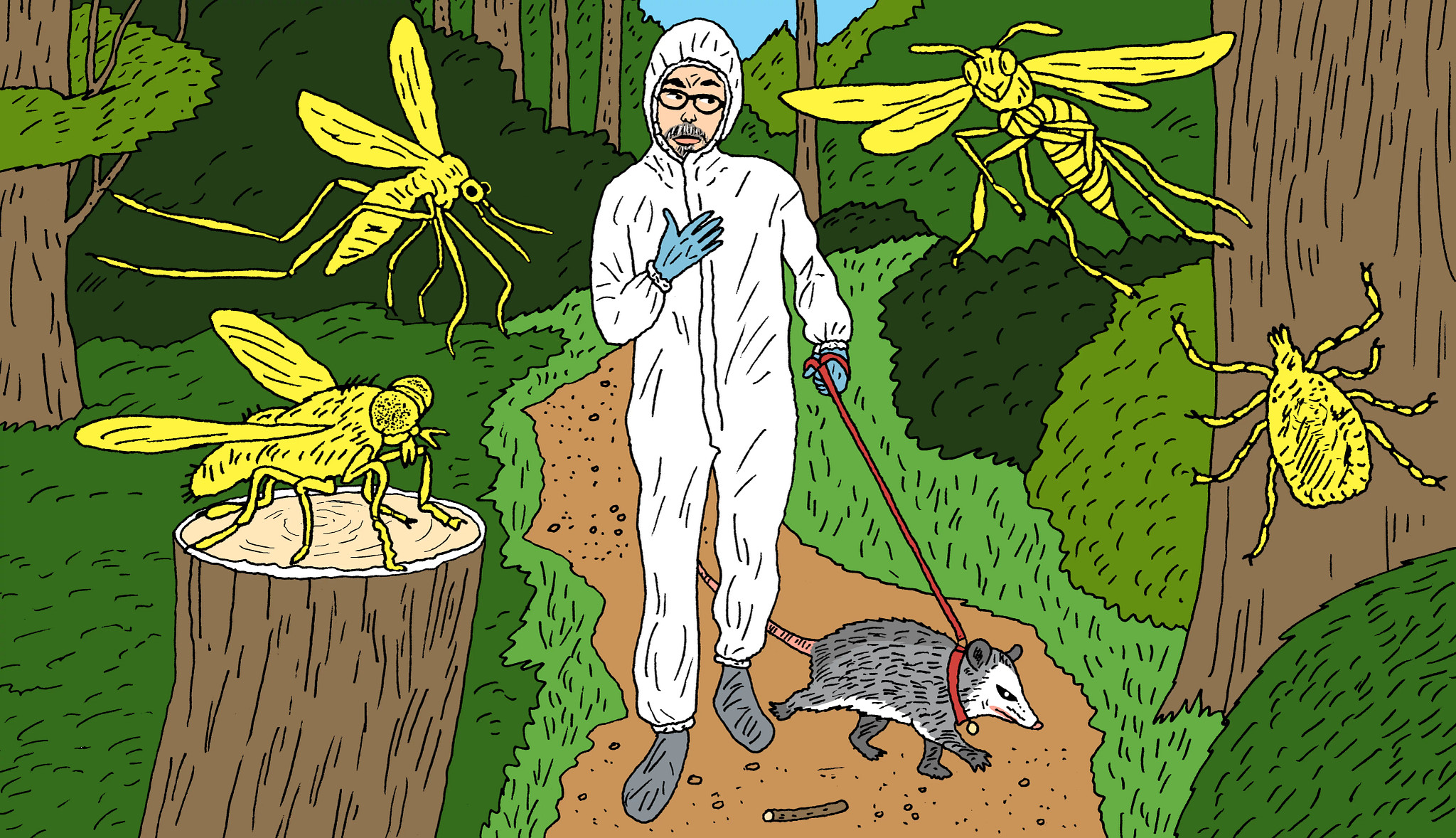 an illustration shows the author in animal control gear walking a possum through a forest on a leash. There are giant ticks and other parasites lurking