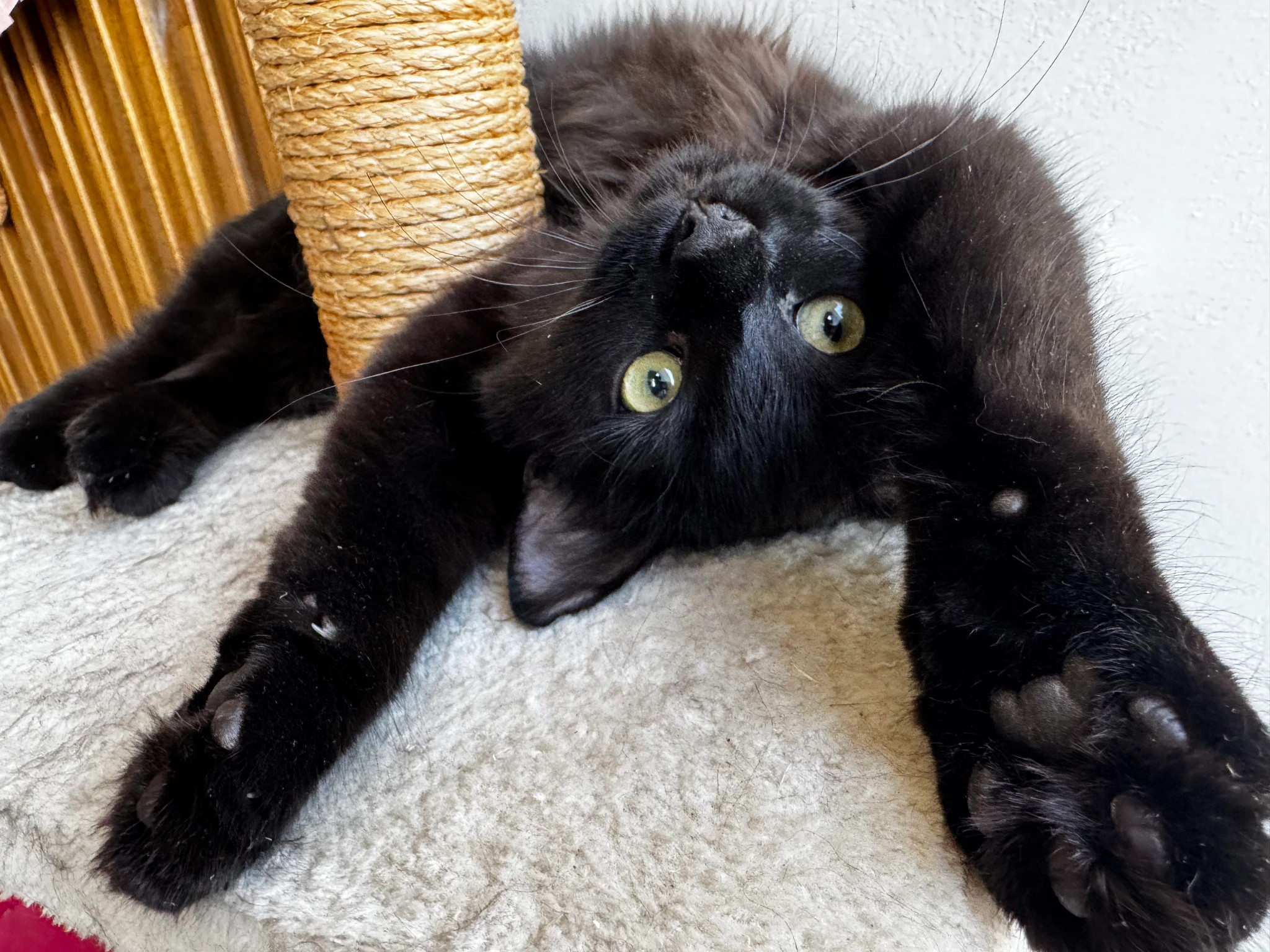 Black cat lying upside down with her paws outstretched and looking straight at the camera on the cat's scratching post