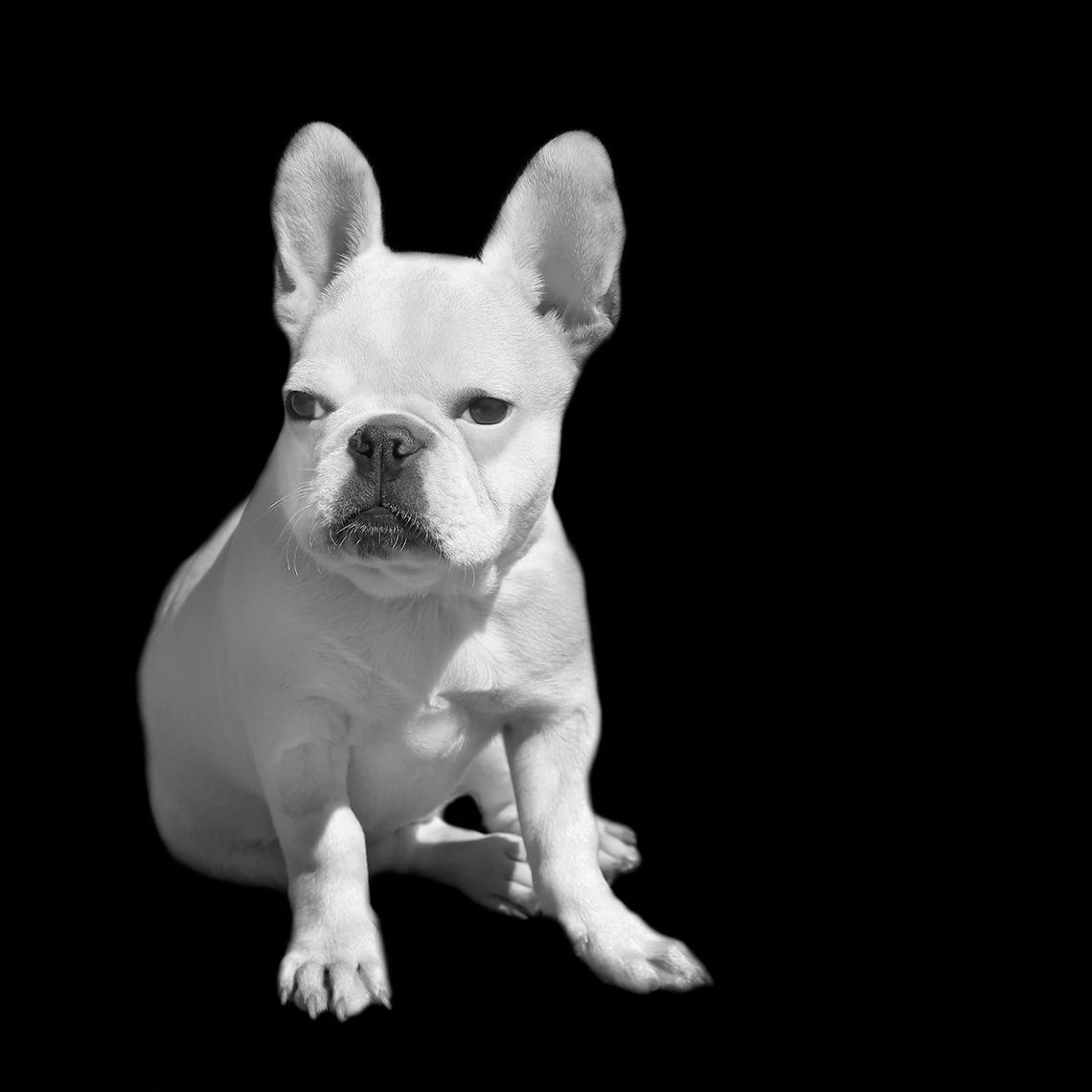 adopting a dog a dog on a black field