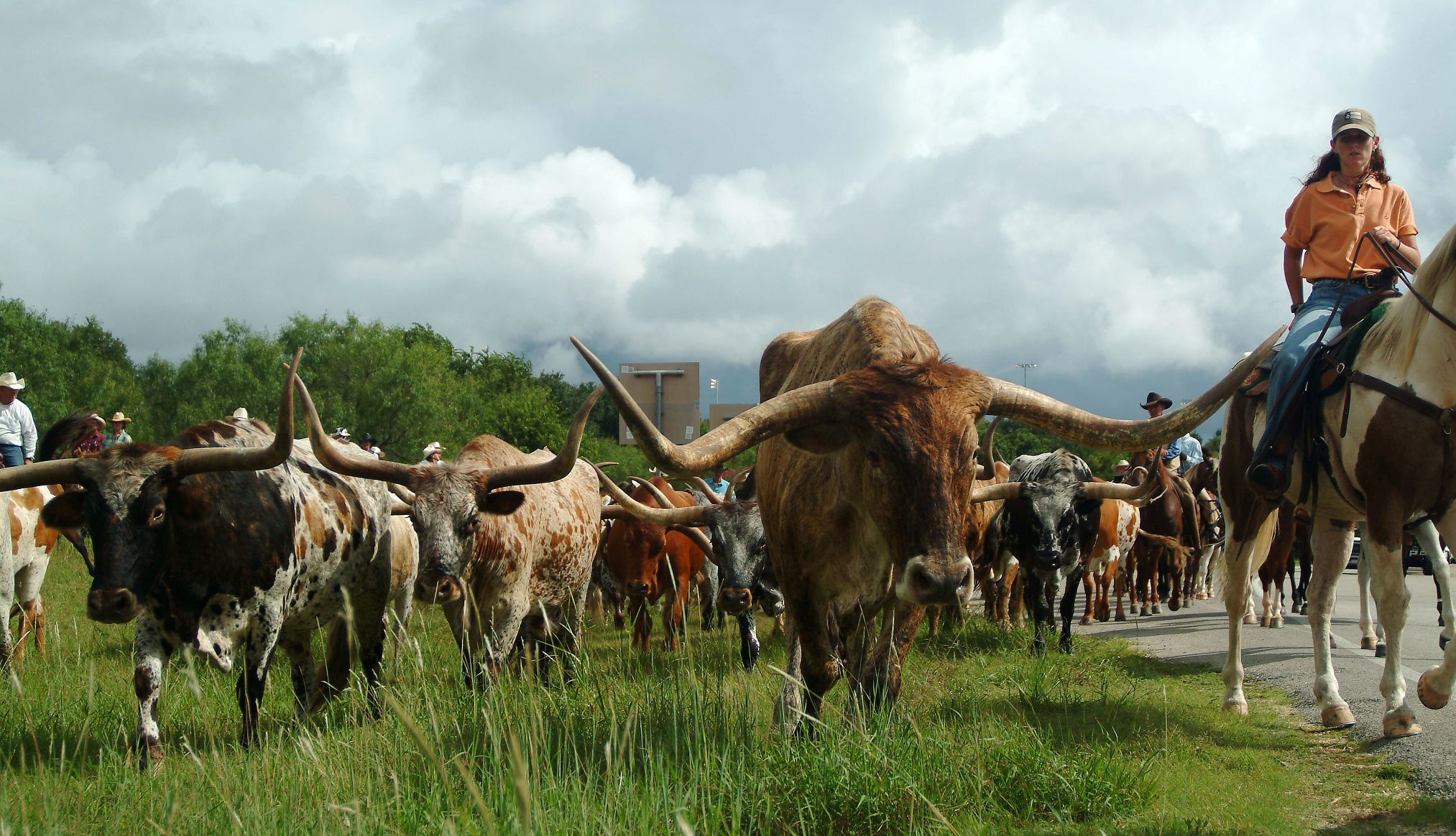 Una manada de bovinos de cuernos largos dirigida por vaqueros en Bandera, Texas.
