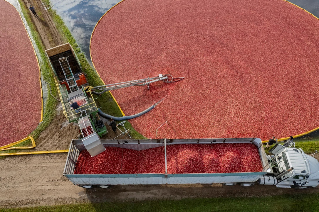 aerial view of a machine putting berries onto a truck at Rooted in Red.