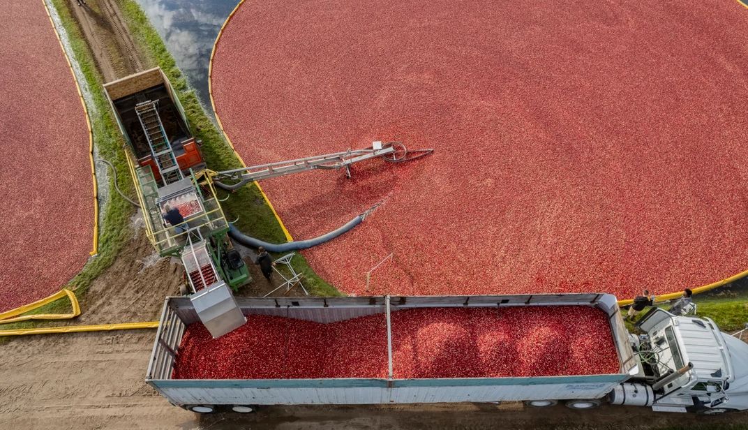 Rooted in Red aerial view of a machine putting berries onto a truck at Rooted in Red.
