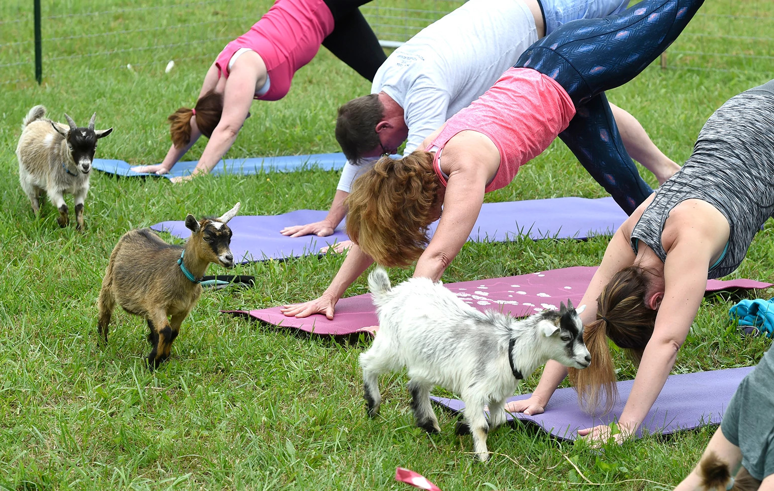 people outside doing yoga with goats