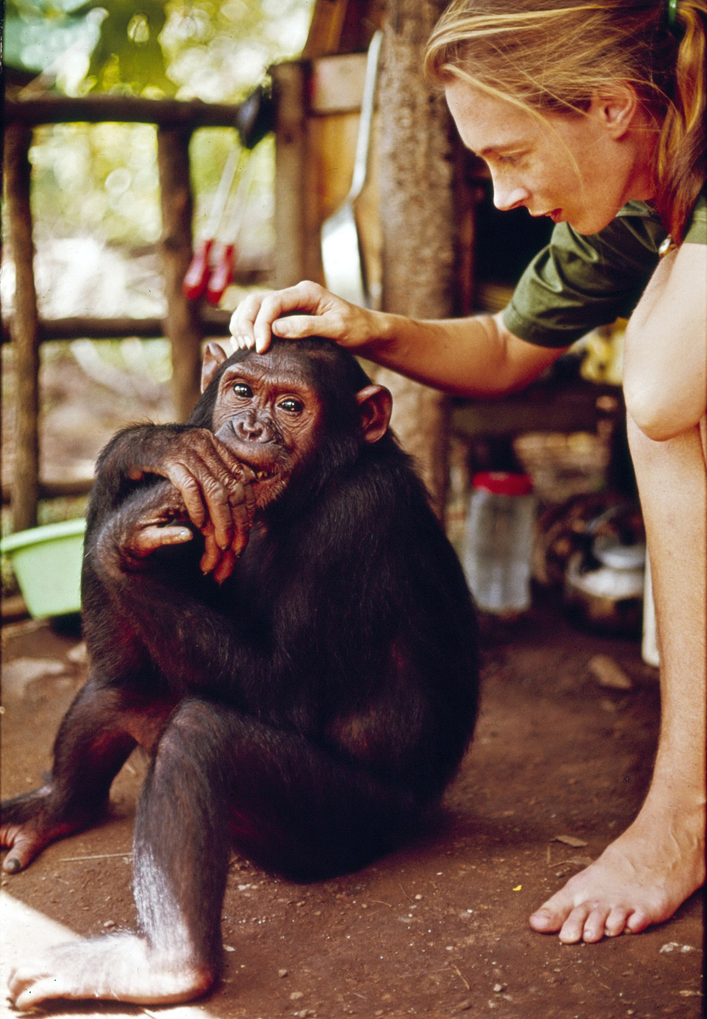 jane goodall and a chimp in the jungle