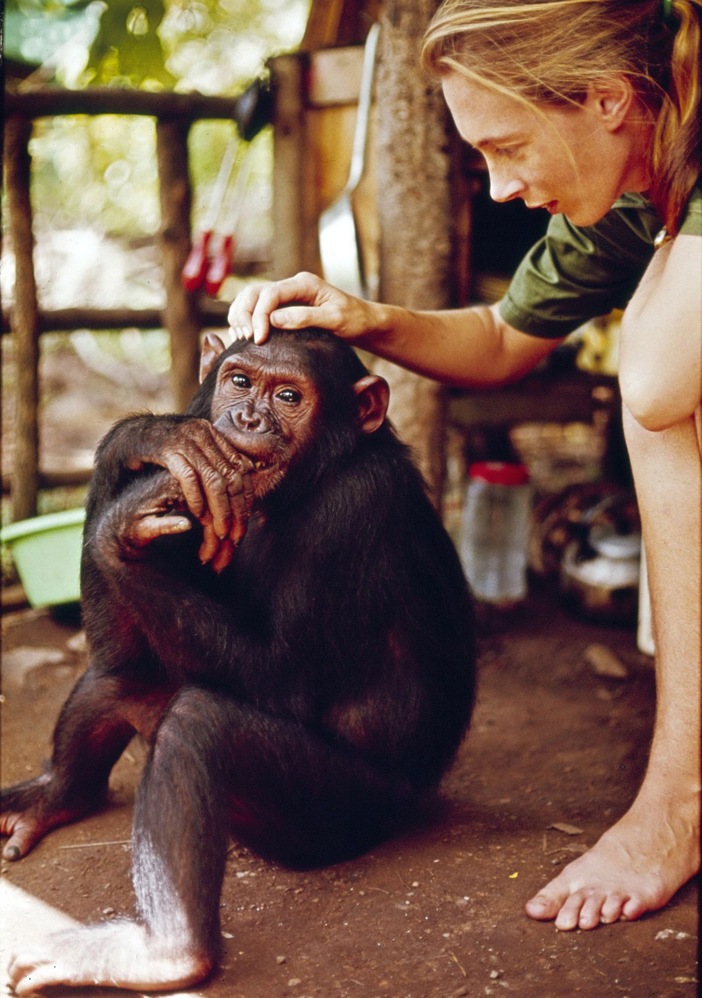 Jane Goodall, Whose Studies of Chimps Revealed a Lot About Humans, Dies jane goodall and a chimp in the jungle