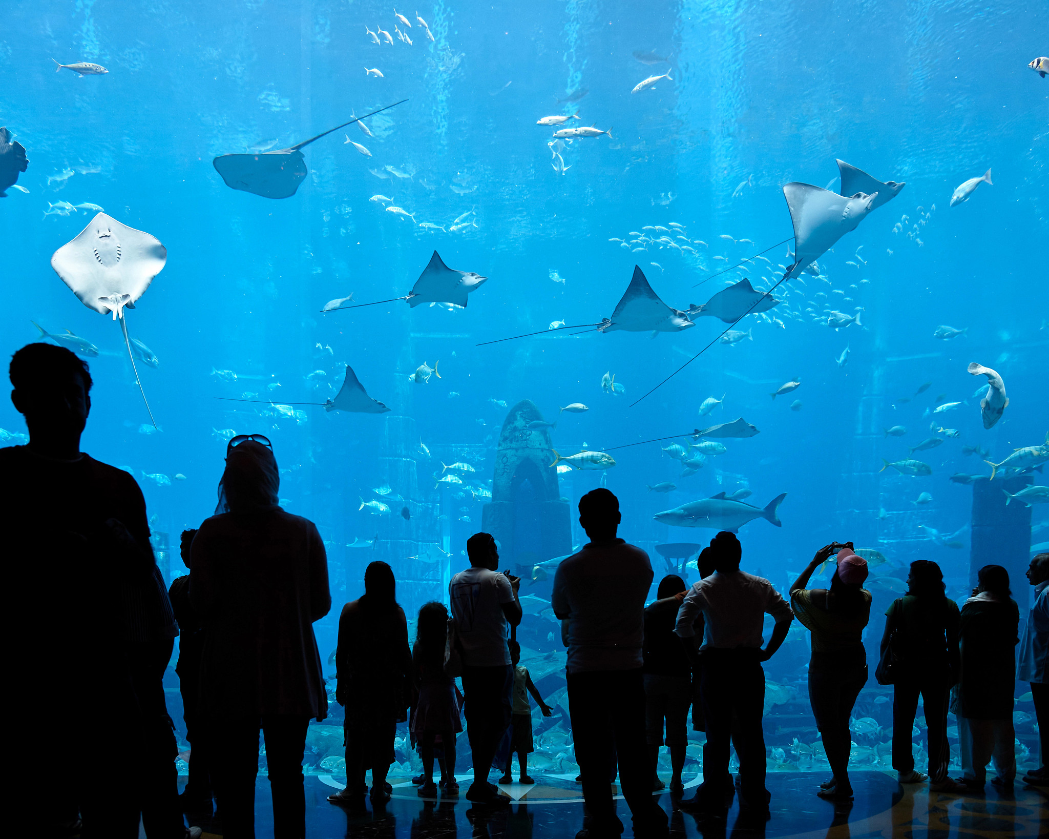 people observing sting rays and other marine life at an aquarium