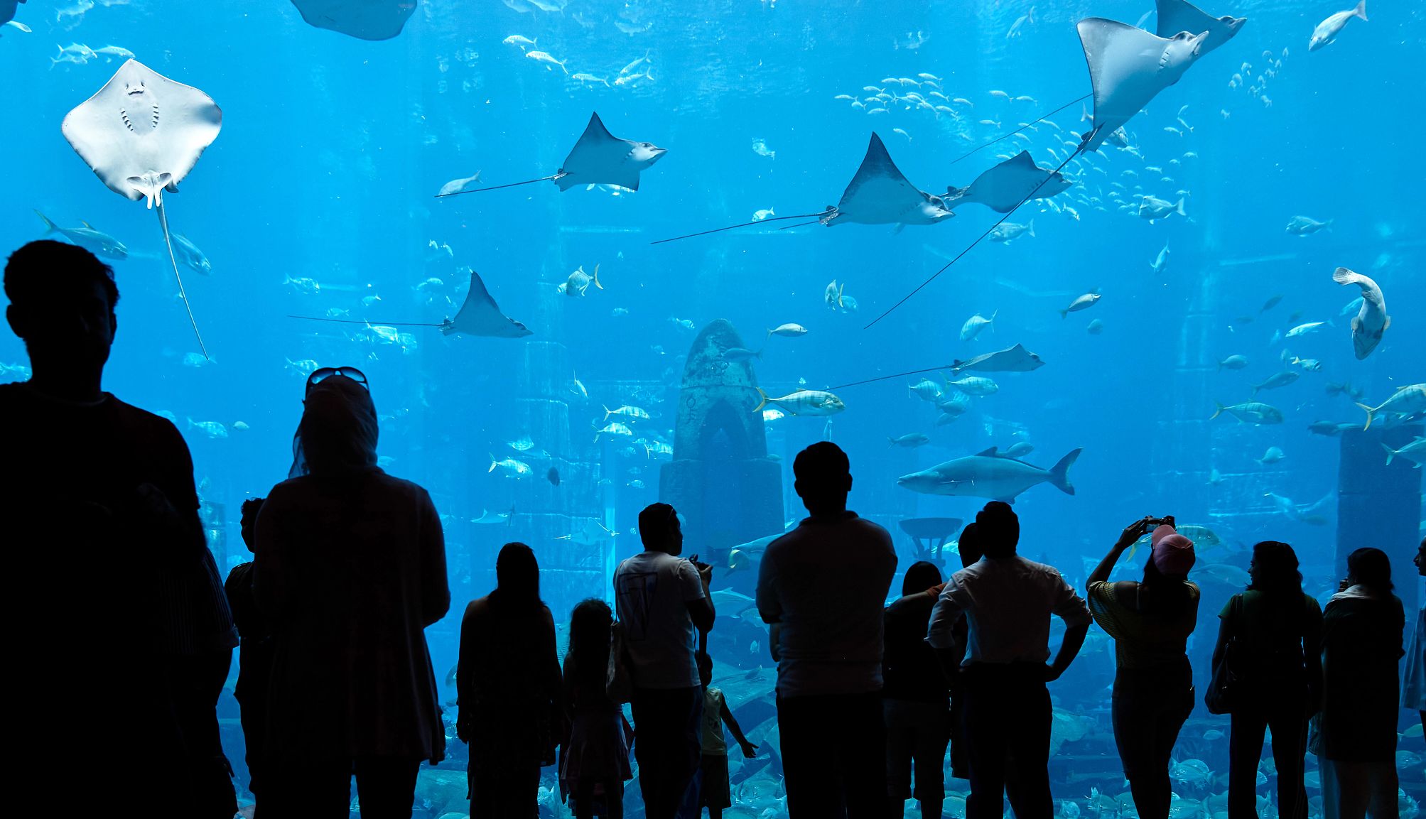 people observing sting rays and other marine life at an aquarium