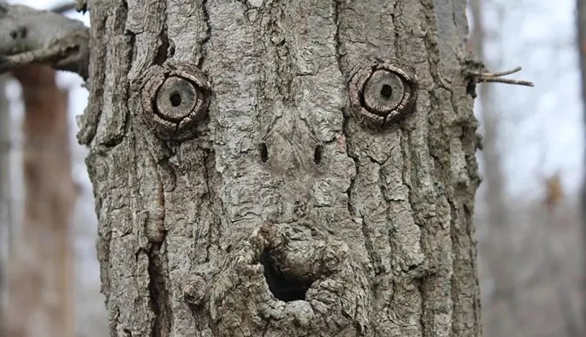 Pareidolia is a psychological phenomenon where people perceive familiar patterns, such as faces, in random stimuli like trees A tree that looks like it has a face