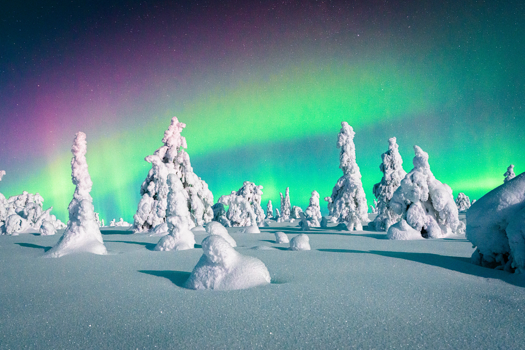 Multicolored sky during the Northern Lights glowing over a frozen snowy forest, Riisitunturi National Park, Lapland, Finland
