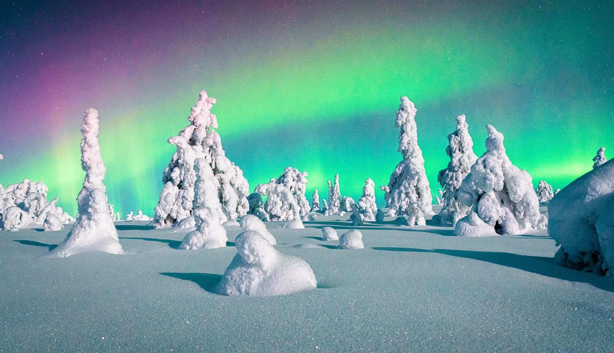 Aurora Service Tours has private cabins for guests seeking the lights at night Multicolored sky during the Northern Lights glowing over a frozen snowy forest, Riisitunturi National Park, Lapland, Finland