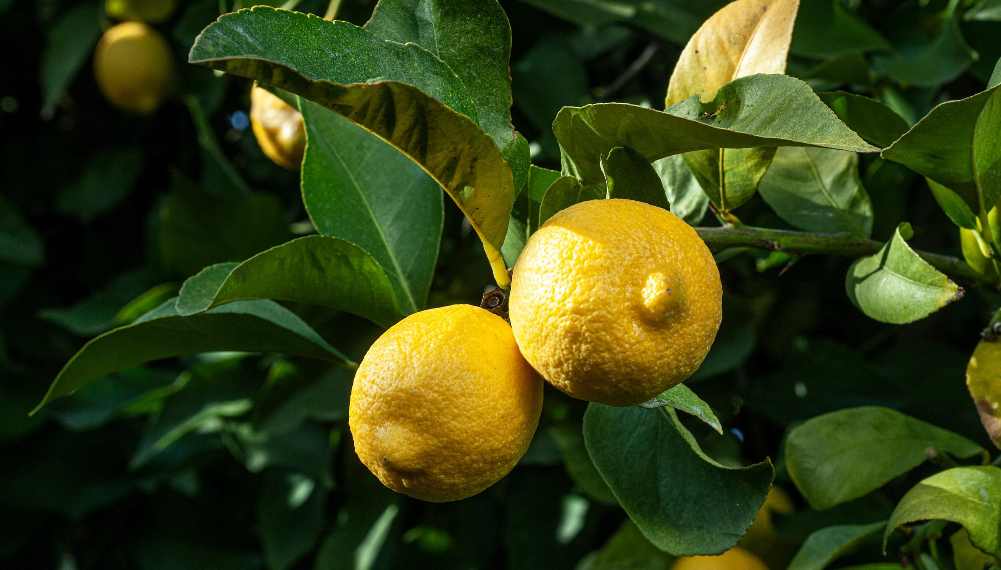 a lemon plant